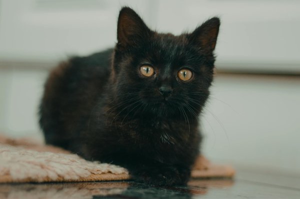 Anjing dan Pemiliknya: Cara Membangun Ikatan yang Kuat Setiap Hari