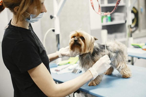 Pourquoi souscrire à une assurance pour votre chien ?